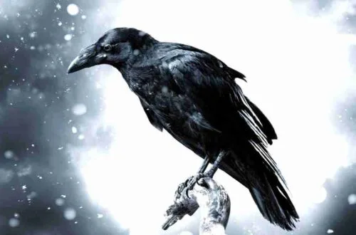 Raven-method-for-shifting-reality