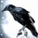 Raven-method-for-shifting-reality